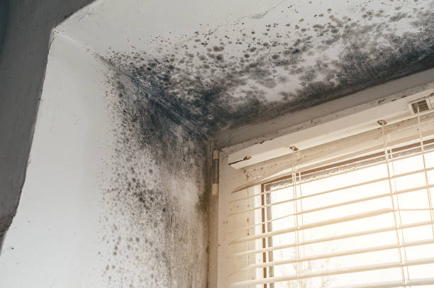 Affordable Mold Cleanup solutions in Pennsauken, NJ